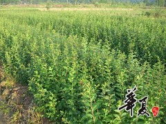 精品紫薇苗木供應——奉新縣興港苗木專業合作社