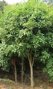 紫薇花卉產業 生產制造與出口貿易概覽