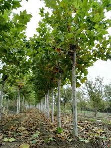 精品苗木推薦，打造您的理想園林