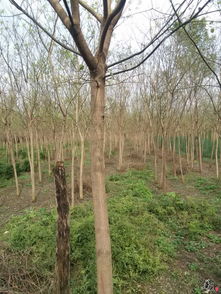 精品苗木花卉，四季常青的選擇