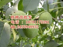 農副產品加工批發與可靠貨源供應 聚焦花卉產業鏈