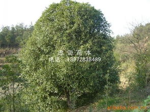 中國桂花之鄉 優質桂花苗木供應與選購指南