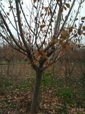 泰安青聯(lián)苗木 垂絲海棠綠化苗基地直銷，低價(jià)供應(yīng)優(yōu)質(zhì)苗木