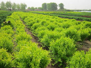 紅葉小檗與優(yōu)質(zhì)蔬菜 綠化的藝術(shù)與生活的食糧