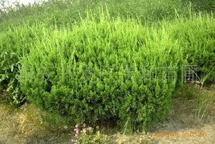 全國(guó)龍柏球綠化苗木供應(yīng)指南 廠商、價(jià)格與采購(gòu)渠道