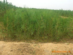 鋼城區(qū)永斌特色農(nóng)業(yè)種養(yǎng)園 苗木果蔬雙擎驅(qū)動(dòng)，綠色健康一站式供給