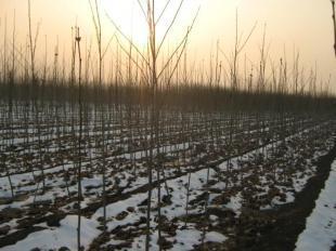 速生國(guó)槐小苗的培育與濟(jì)寧樂(lè)元苗木的供應(yīng)優(yōu)勢(shì)