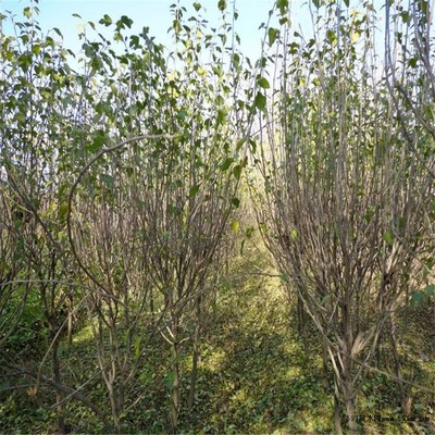 木槿綠化苗木基地直銷(xiāo)，優(yōu)質(zhì)1-8公分苗木一站式供應(yīng)