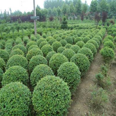 綠葉女貞球 價(jià)格、產(chǎn)地與優(yōu)質(zhì)苗圃基地全解析