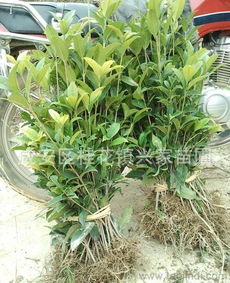 湖北咸寧桂花鎮(zhèn) 農(nóng)戶直銷(xiāo)3年生扦插桂花樹(shù)苗，綠化種苗采購(gòu)指南