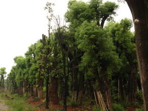 園林綠化苗木批發(fā)與規(guī)模化瓜果種植的協(xié)同發(fā)展