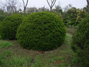 江蘇大豐天翔中山杉植物研究所 您信賴的大葉黃楊球供應(yīng)商