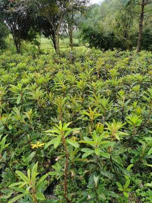 云皓高山杜鵑樹(shù)苗基地與信都苗木花卉 打造特色園林生態(tài)