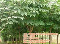 原生白蠟產(chǎn)品庫(kù) 一站式了解價(jià)格、圖片與廠家資源